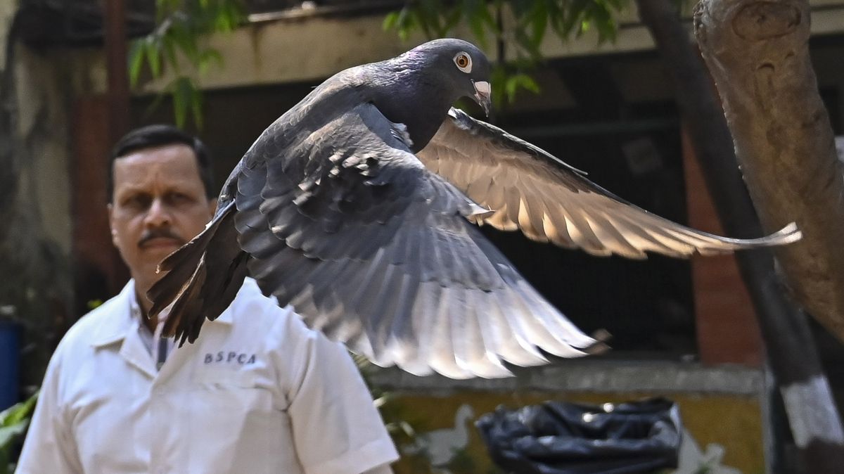 Indie po osmi měsících pustila na svobodu holuba, kterého podezřívala ze špionáže pro Čínu